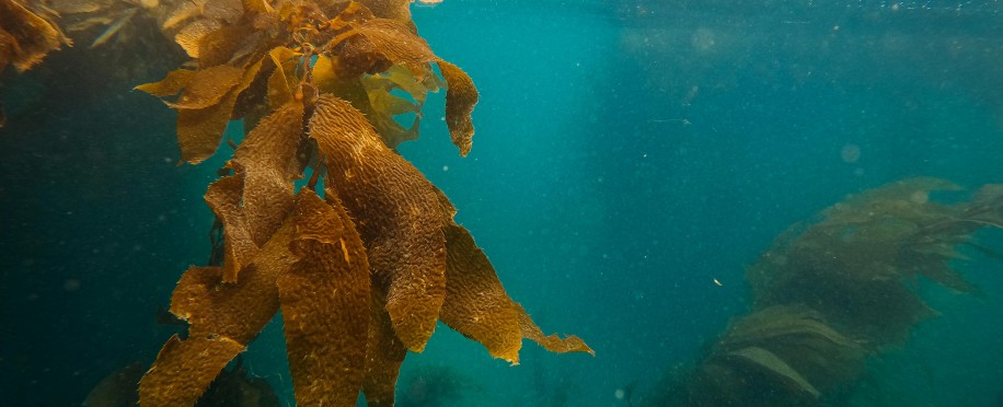 Deep Sea Mining Divides Pacific Island Nations