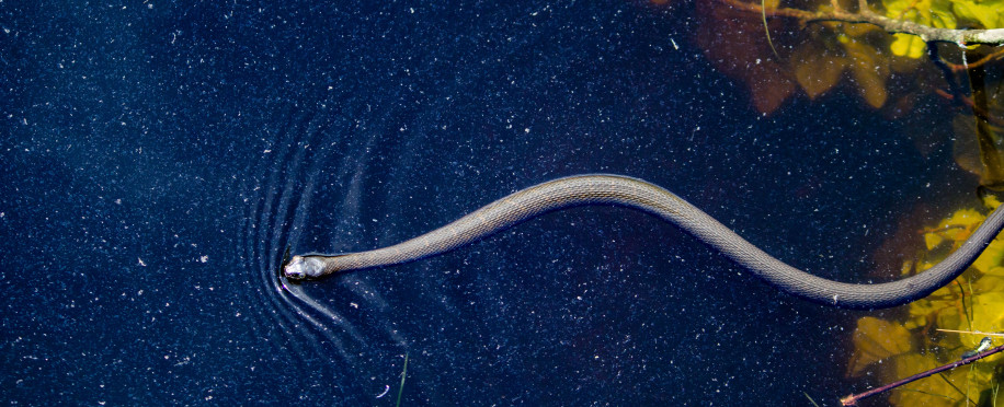 Advancements in Marine Biotechnology: Opportunities and Challenges